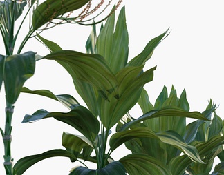 树 棕榈 燕尾葵