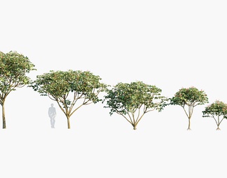 澳洲鸭脚木 伞树