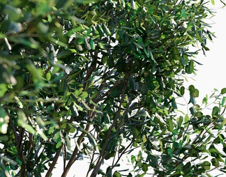 树 鸮蜜莓