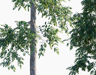 昆士兰贝壳杉 杉树