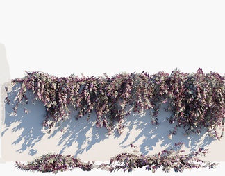 紫罗兰 吊竹梅 藤曼植物