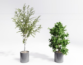 现在盆栽 植物盆景 现在盆栽 植物盆景SU模型下载【ID:682101】