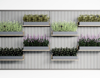 植物盆栽 植物墙