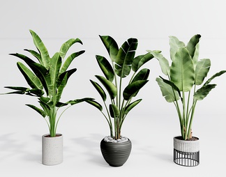 植物盆栽 芭蕉树 植物盆栽 芭蕉树SU模型下载【ID:730140】
