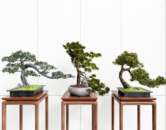 松树盆栽 迎客松 松树盆栽 迎客松SU模型下载【ID:730143】
