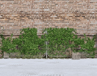 藤蔓植物 绿植墙