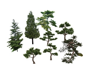 园林景观造型松乔木松树