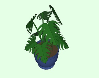 龟背竹盆栽 龟背竹盆栽SU模型下载【ID:740379】