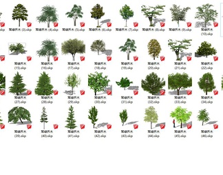 2D树 常绿树 常绿乔木