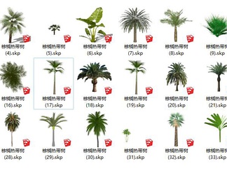棕榈  热带植物
