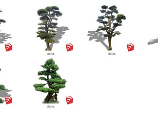 造型树 松树