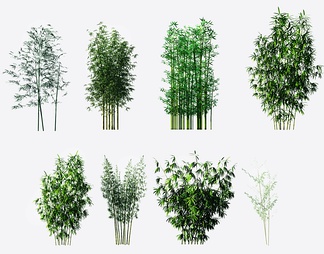 绿植竹子