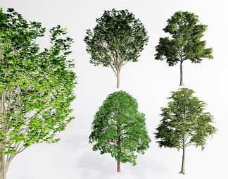 景观树 造型树 乔木