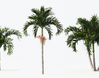 热带棕榈树 椰子树