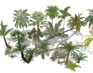 棕榈树树椰树热带植物