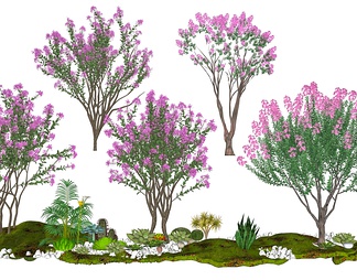 紫薇景观树