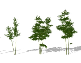 绿植竹子组合