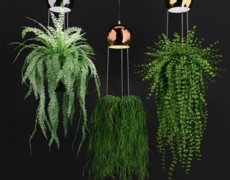 室内悬挂，吊装植物