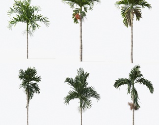 棕榈树 热带树 椰子