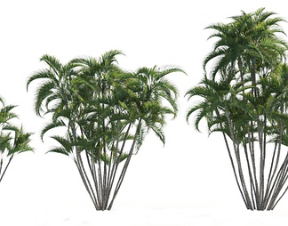 植物 散尾葵