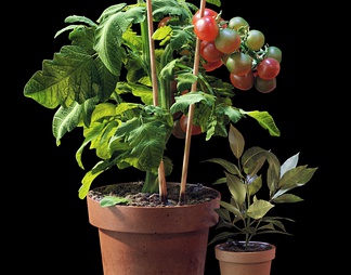 盆栽 小番茄