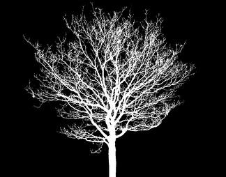 黑白贴图树影图片