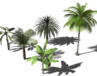 高清热带植物合集