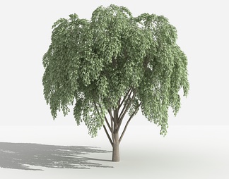 垂叶榕 灌木 树 植物