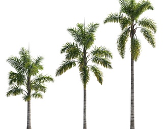 椰子树植物