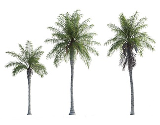 热带树木