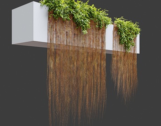 吊兰 植物 植物墙