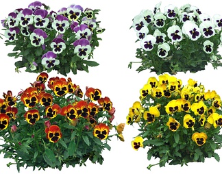 四款不同颜色花卉合集