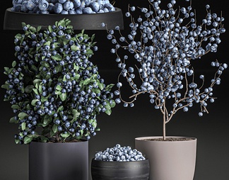 蓝莓植物盆栽