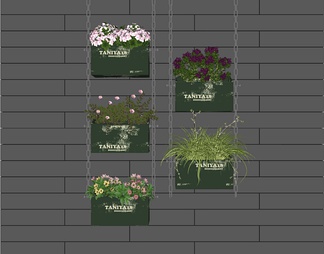 墙壁挂式植物