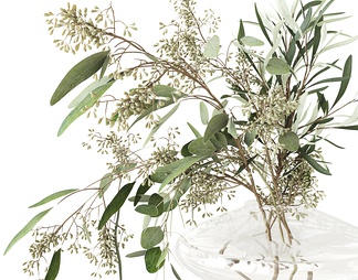 Eucalyptus 植物花瓶