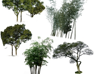 园林立面树