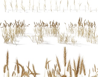 小麦 麦穗 稻草 水稻