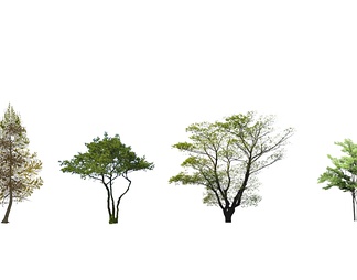 2D树木