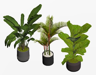 植物