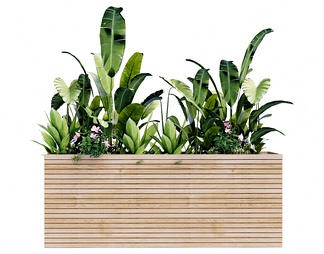 花箱热带植物