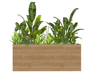 花箱热带植物
