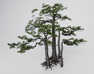 罗汉松 造型松树