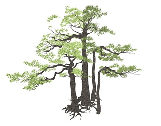 罗汉松 造型松树