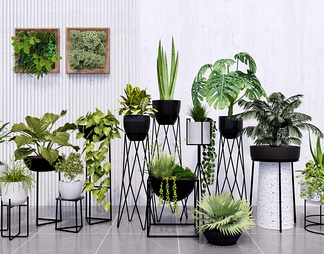 室内装饰植物盆栽组合