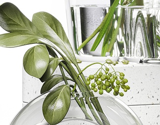 玻璃花瓶水生植物