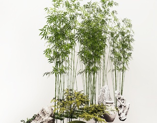 植物 竹子