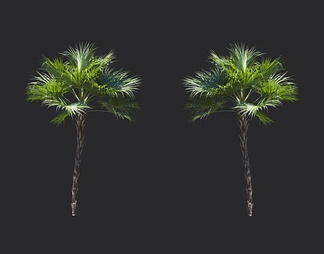 棕榈树，热带树