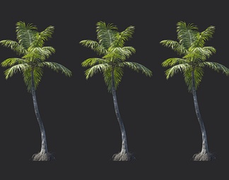 椰子树 热带树 棕榈树