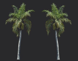 棕榈树 热带树