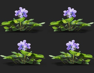 花草 蓝堇菜 紫色小花